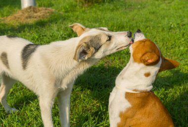 Karışık doğurmak genç köpek eski arkadaşıma bir sevgi gösterisi olgun alçaklık köpek yalıyor