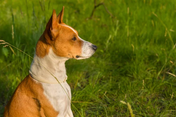 Venkovní Portrét Nádherné Basenji Pes Potěší Teplý Večer Jarní Slunce — Stock fotografie