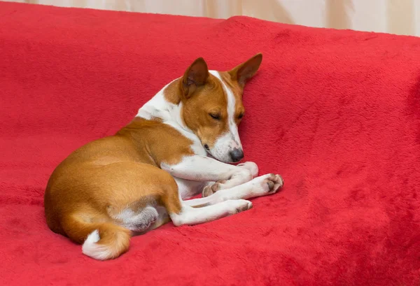 Basenji Hond Slapen Een Rode Sofa — Stockfoto