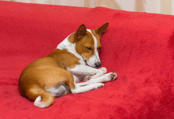 Kırmızı kanepede uyuyan alçaklık köpek