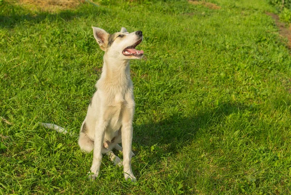Jonge Hondenklas Schattig Gemengd Ras Opzoeken Zittend Het Gras — Stockfoto