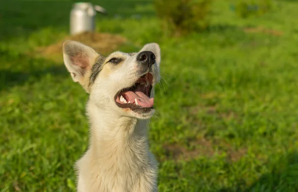 Outdoor Portret Van Een Jonge Hond Schattig Gemengd Ras Opzoeken — Stockfoto