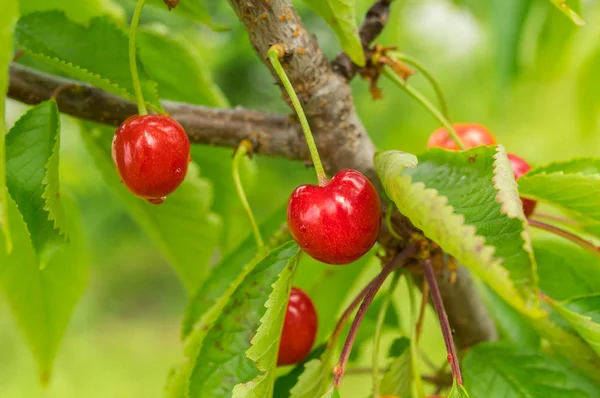 Bahar bahçe olgun organik tatlı kiraz
