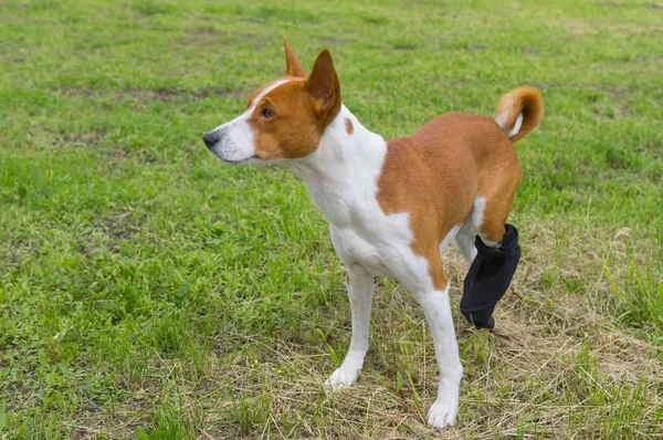 Cão Basenji Com Pés Traseiros Enfaixados Quebrados Tendo Primeiro Passeio — Fotografia de Stock