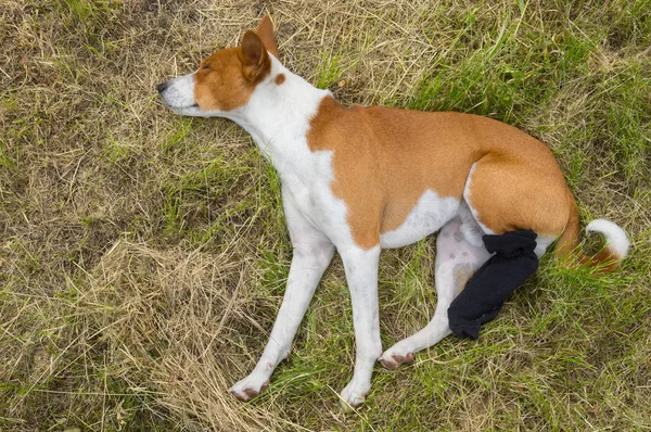 Alçaklık Köpek Ilk Açık Dinlenme Sonra Ameliyat Kırık Bandajlı Arka — Stok fotoğraf