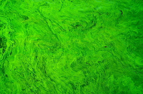 계절에 플랑크톤 진화의 결과로 Cyanobacterias로 Dnepr 우크라이나어 강에서 흐르는 질량의 — 스톡 사진