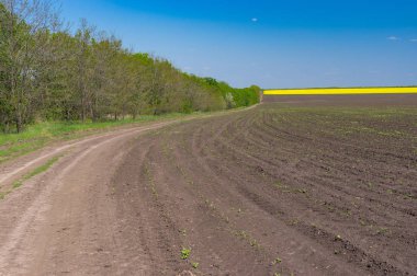 Toprak yol ile Mısır bahar mevsimi, merkezi Ukrayna tarım alanının yanındaki