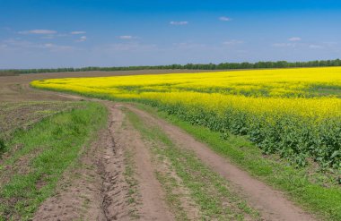 Toprak yol çiçekli kolza tohumu alanıyla bahar mevsimi, merkezi Ukrayna tarım alanının yanındaki