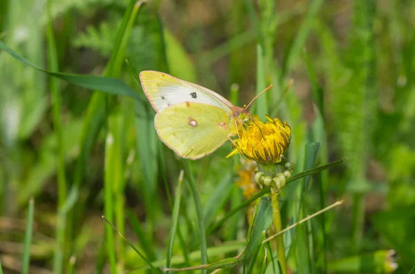 Mariposa Común Col Pieris Brassicae Chupando Néctar Sobre Una Flor — Foto de Stock