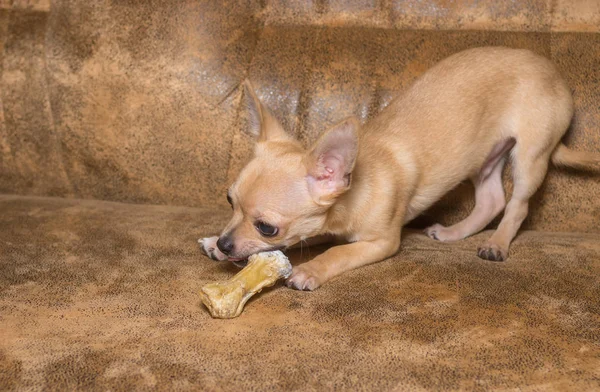 Tan Chihuahua Puppy Month Old Plays Bone Tan Sofa — Stock Photo, Image