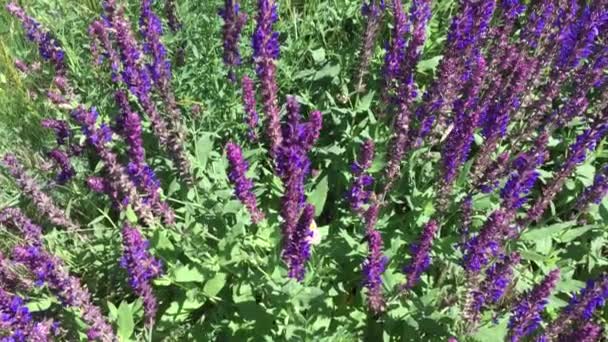 Las Abejas Recogen Néctar Las Flores Salvia Silvestre Temporada Verano — Vídeo de stock
