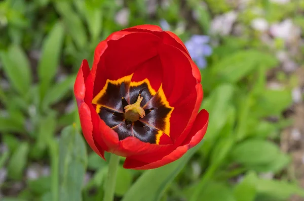 Bright Czerwony Tulipan Kwiat Zbliżeniu Ogród Wiosna — Zdjęcie stockowe