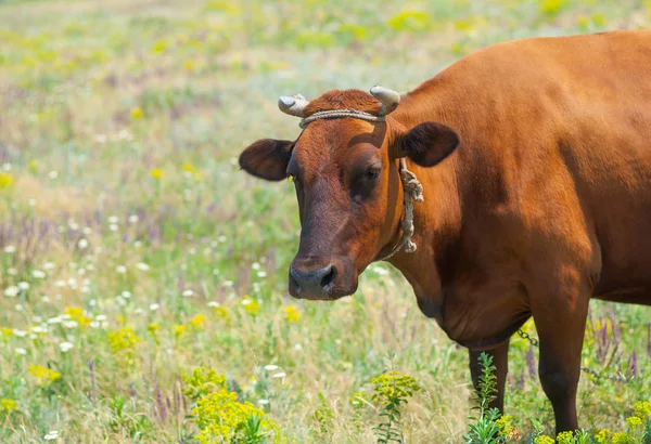Portrait Vache Rouge Cornes Sur Les Prairies Été — Photo