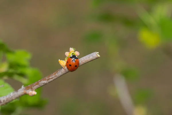 Mariquita Sentada Una Pequeña Flor Grosella Esperando Hasta Que Sol — Foto de Stock