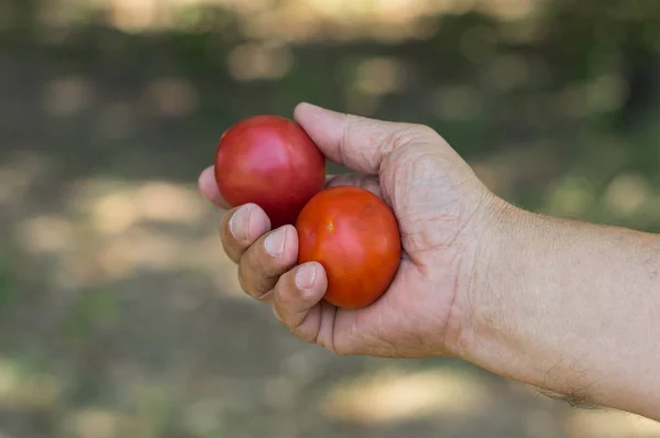 Tangan Manusia Mengambil Dua Tomat Organik Dengan Latar Belakang Alam — Stok Foto