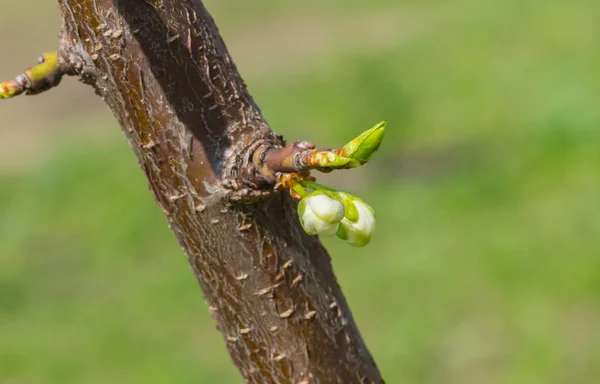 Nouvelle Inflorescence Sur Une Petite Branche Cerisier Printemps — Photo