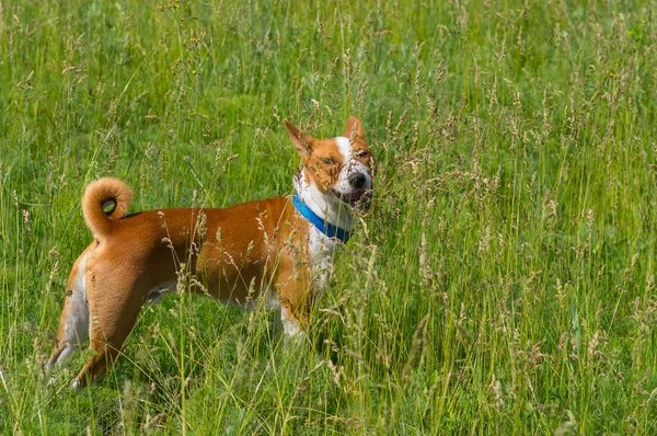 Fröhlicher Basenji Hund Auf Der Suche Nach Spaß Wilden Frühlingskräutern — Stockfoto