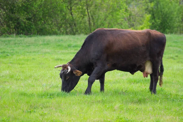 Une Vache Solitaire Broutant Dans Pâturage Printanier Fait Couvert Pleut — Photo