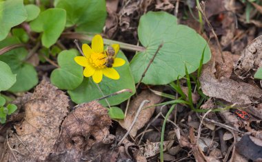 İlk arı nektarı erken bahar bahçe toplama sahip küçük kırlangıçotu çiçek