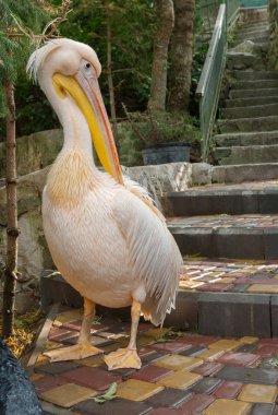Şirin Pelikan bir yaz parkta bir merdiven üzerinde dururken, kuş tüyü Temizleme