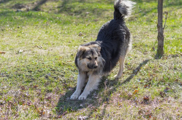 Cão Vadio Positivo Esticando Após Longa Inatividade Inverno — Fotografia de Stock