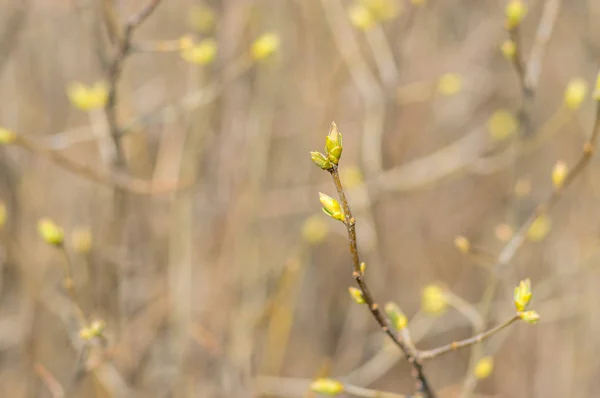 Germes Arbustes Lilas Communs Avec Bourgeons Début Printemps Dof Peu — Photo