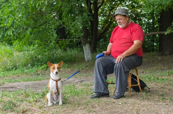 Basenji 狗坐在地上等待 直到它的高级主人结束休息和积极发挥与可爱的狗 — 图库照片