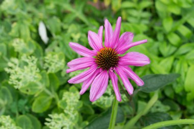 Yeşil bahçe yakın çekim yalnız Ekinezya çiçek