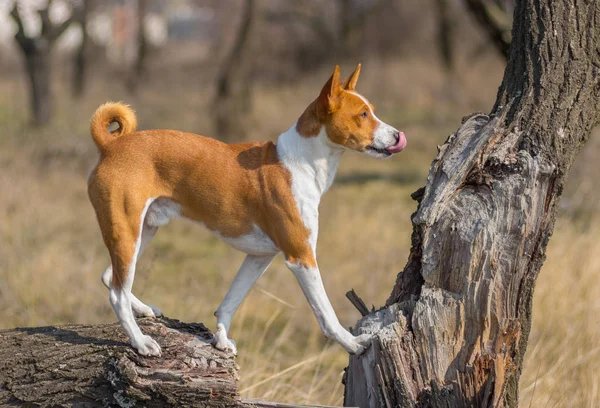 Sierlijke Basenji Hond Verkennen Van Zijn Favoriete Buitenshuis Plaats Staande — Stockfoto