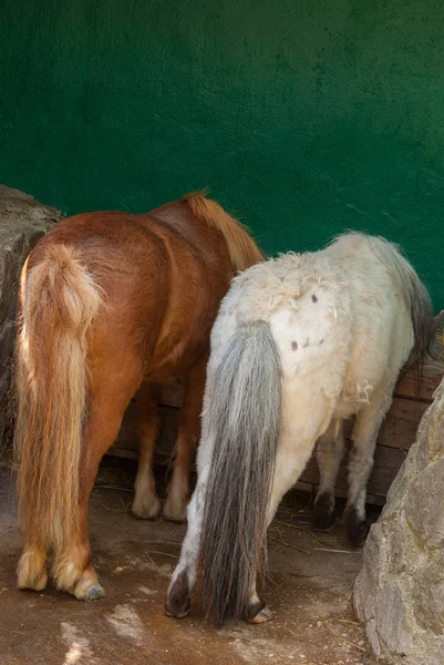两匹小马显示他们可爱的背部 而在一个稳定的午餐 — 图库照片