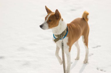 Taze kar üzerinde duran ve uzak arıyorum olgun alçaklık köpek portresi