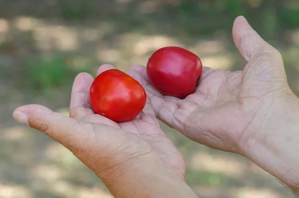 Petani Senior Tangan Mengambil Dua Tomat Organik Dengan Latar Belakang — Stok Foto