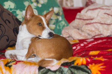 Geri kalan Divan favori bir yer olan alçaklık