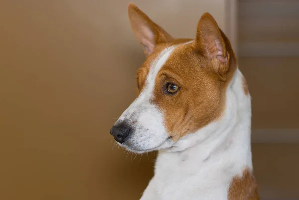 Indoor Portret Van Koninklijke Basenji Hond Zijaanzicht — Stockfoto