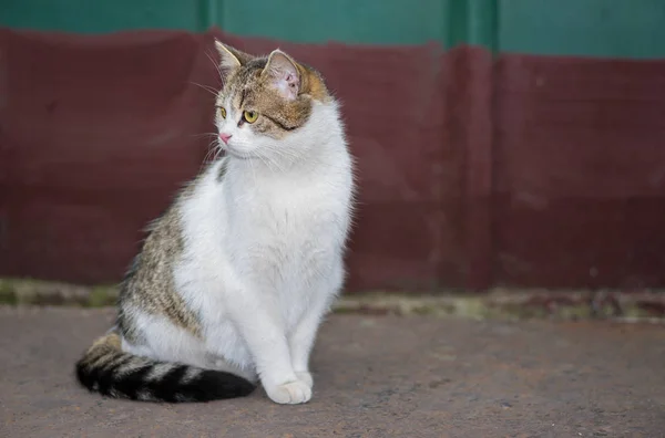 美丽的普通猫 优雅地坐在街上 — 图库照片