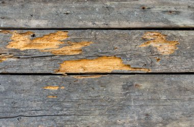 Hava, zaman ve shipworms tarafından yok eski ahşap duvar