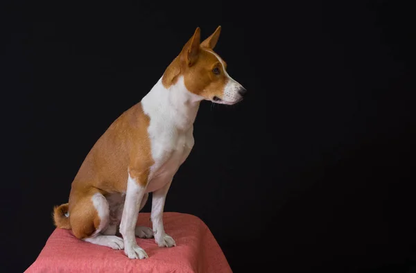 Full Body Portrait Elegant Basenji Dog Sitting Stool Dark Background — Stock Photo, Image