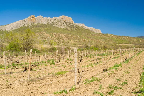 Bahar manzara Kırım Dağları erken bahar mevsimi, Taraktash aralığında yakınındaki üzüm
