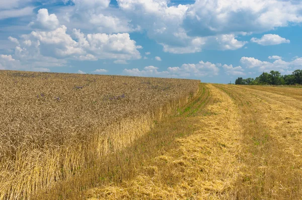 Summer Landscape Wheat Field Harvesting Time — Stock Photo, Image