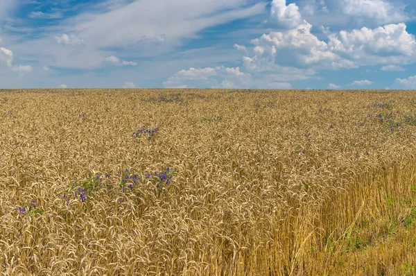 Saisonale Landschaft Mit Feldern Zur Erntezeit — Stockfoto