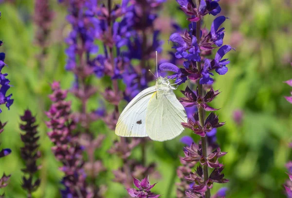 Vahşi bir adaçayı çiçek nektarı emme lahana kelebek (Pieris brassicae) kelebek