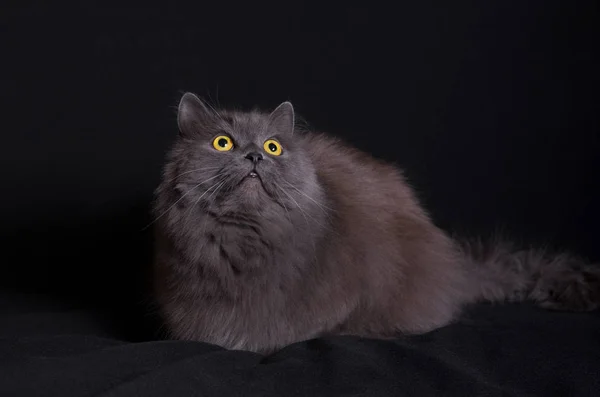Korsningen Siberian Och Persisk Katt Liggande Svart Bakgrund Och Letar — Stockfoto