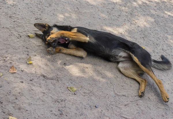 在街道表面休息的年轻的黑流浪狗是愉快和尴尬的 — 图库照片