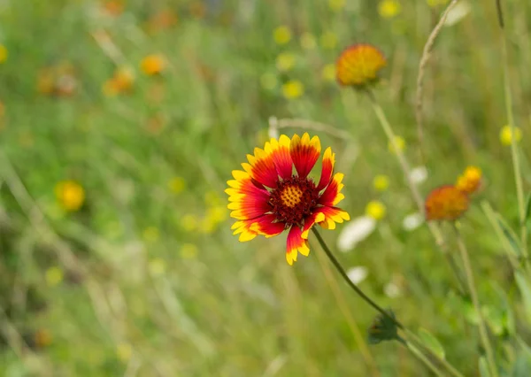 Vilda Fältet Med Indiska Filt Blommor Bland Inhemska Örter Sommarsäsongen — Stockfoto