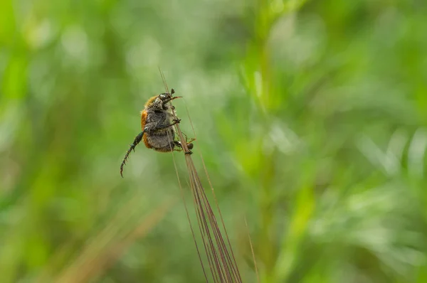 Idilio Natural Temporada Veraniega Escarabajo Gordo Que Descansa Sobre Espiguilla — Foto de Stock