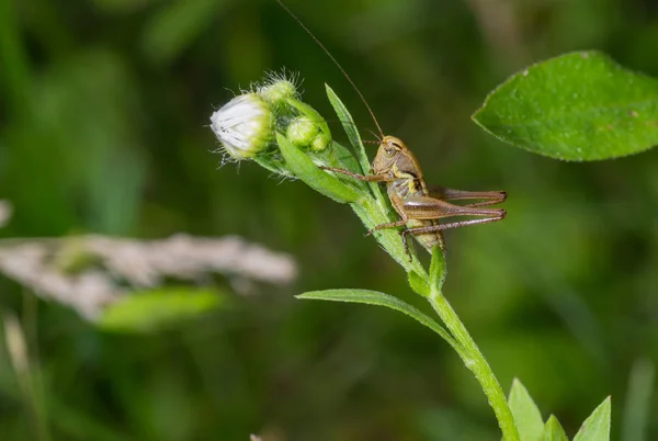 Pequeño Saltamontes Sentado Una Flor Salvaje Erigeron — Foto de Stock