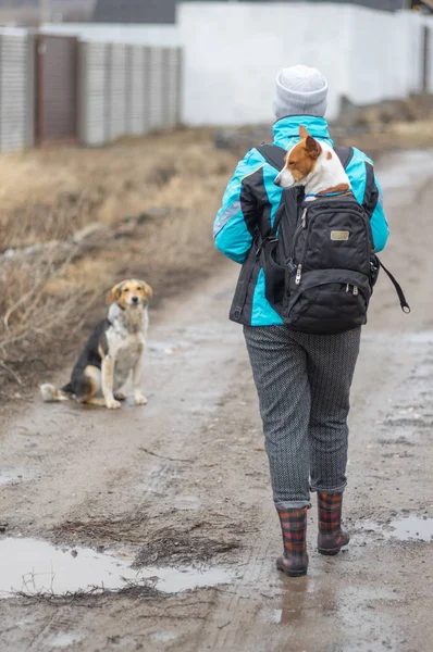 Glücklicher Basenji Hund Schläft Rucksack Während Sein Träger Auf Einer — Stockfoto