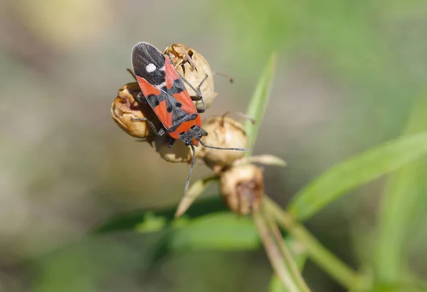 Lonely Firebug Duduk Atas Benih Tanaman Musim Gugur — Stok Foto