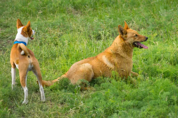 两只狗在春季草地上观看 一个是 Basenji 另一只混血儿狗 — 图库照片