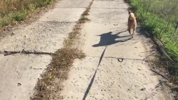 Basenji Hond Uitgevoerd Met Voorsprong Een Betonnen Weg — Stockvideo